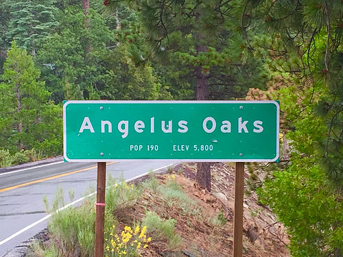 angelus oaks california0